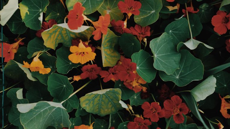Capucine fleur : une plante belle, comestible et très facile